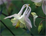 Aquilegia vulgaris