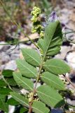 Rhus coriaria. Лист (видна абаксиальная поверхность) и часть соцветия. Крым, окр. пос. Краснокаменка, подножие скалы Красный Камень. 14.07.2021.