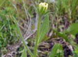 Rudbeckia hirta