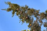 Cupressus sempervirens. Ветвь с шишками. Марокко, обл. Драа - Тафилалет, г. Тингир, у дороги. 02.01.2023.