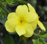 Jasminum mesnyi