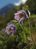 Pulsatilla patens. Цветущее растение. Алтай, Северо-Чуйский хребет, басс. р. Корумду. 23.06.2010.