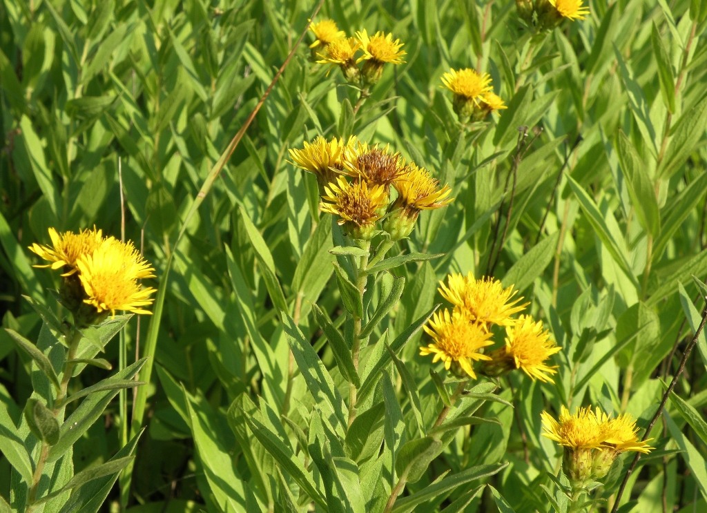 Изображение особи Inula sabuletorum.