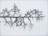Robinia pseudoacacia. Часть покоящейся ветви под снегом. Краснодарский край, Черноморское побережье Кавказа, г. Новороссийск, в культуре. 25 декабря 2008 г.