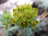 Euphorbia marschalliana