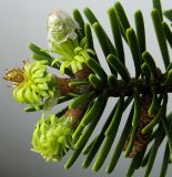 Abies nordmanniana