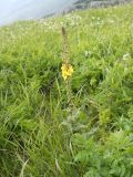 Verbascum spectabile. Цветущее растение. Крым, гора Северная Демерджи. 2 июня 2012 г.