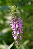 Stachys palustris