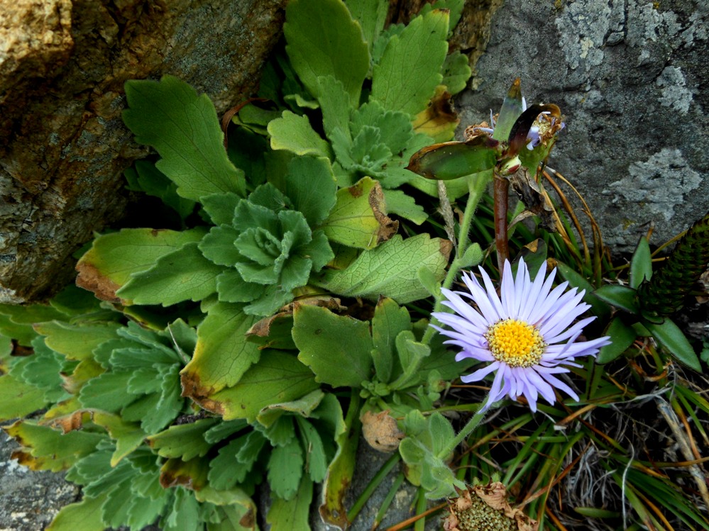 Изображение особи Aster spathulifolius.