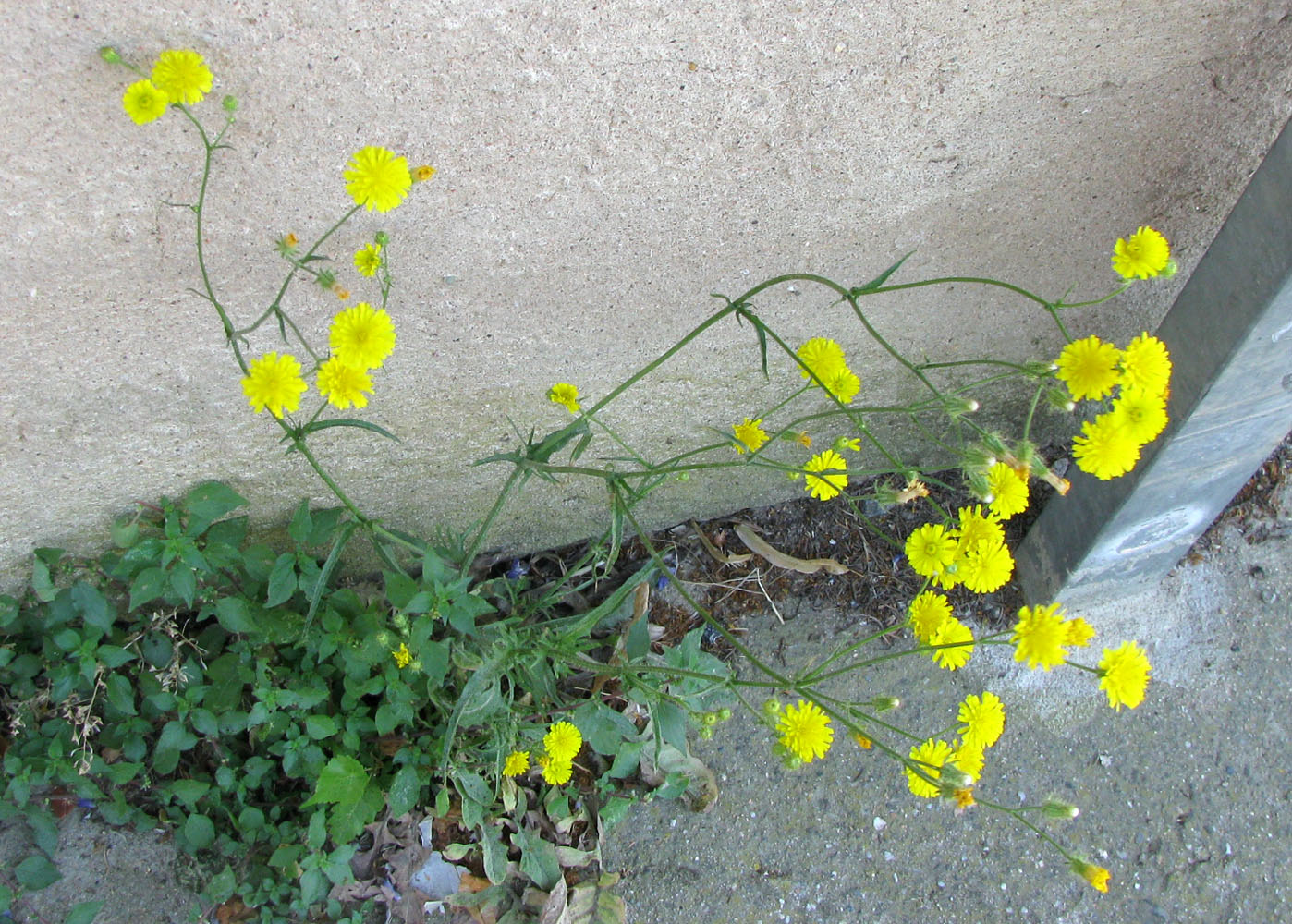 Изображение особи Crepis setosa.