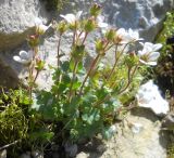 Saxifraga carpatica