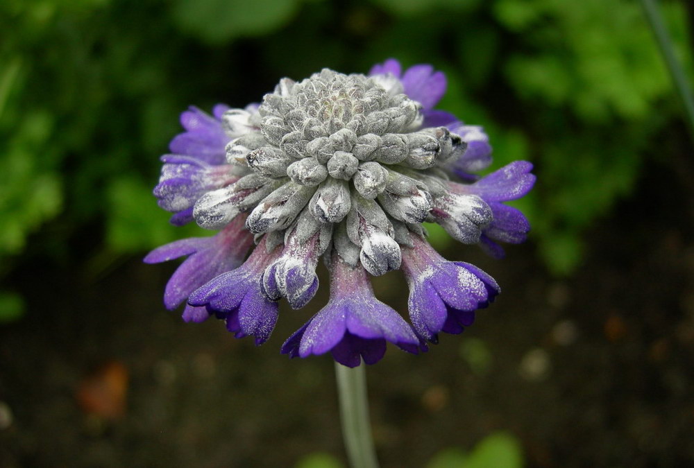 Изображение особи Primula capitata.