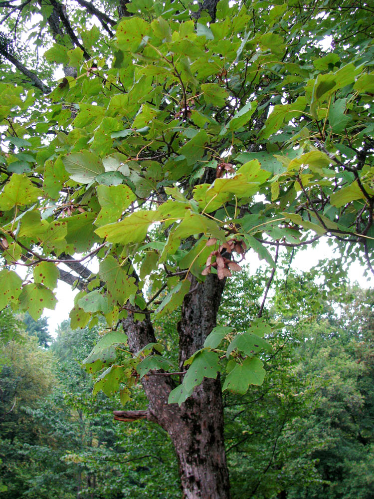 Изображение особи Acer obtusatum.