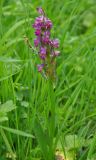 Dactylorhiza romana подвид georgica. Цветущее растение. Нагорный Карабах, Мартунинский р-н, окр. дер. Ннги. 07.05.2013.