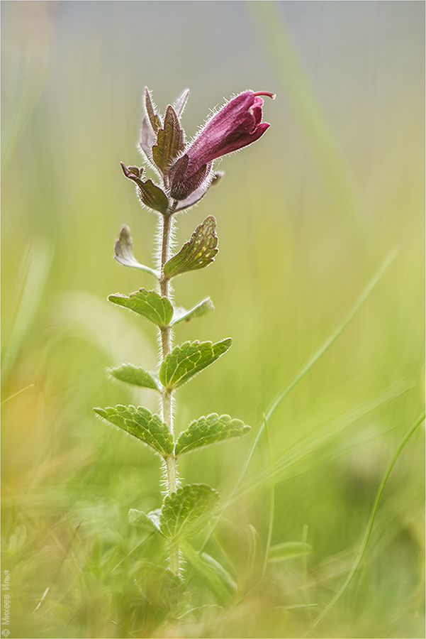 Изображение особи Bartsia alpina.