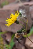 Sonchus arvensis