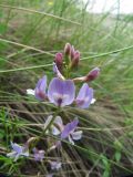 Astragalus silvisteppaceus