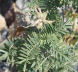 Astragalus circassicus. Верхушка побега с незрелым соплодием. Краснодарский край, Туапсинский р-н, окр. с. Ольгинки, скалистый склон к морю. 30.06.2014.