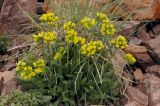 Draba oreades