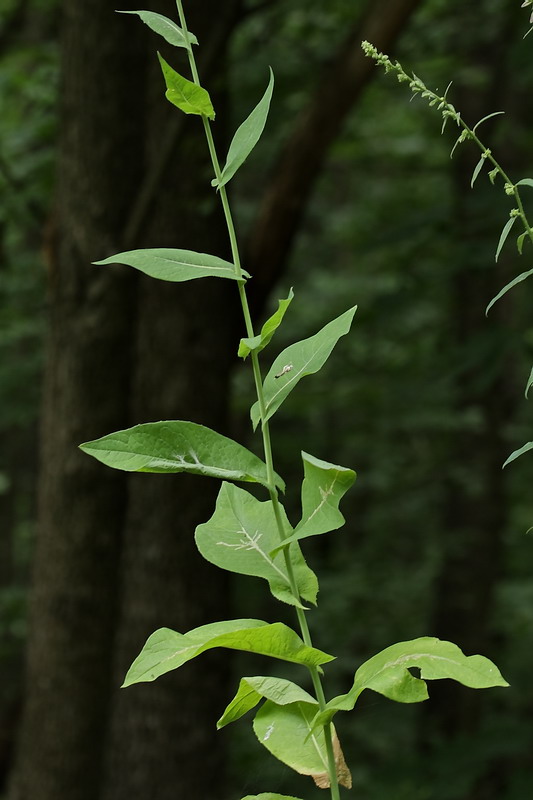 Изображение особи Lactuca chaixii.