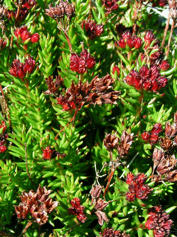 Изображение особи Rhodiola coccinea.