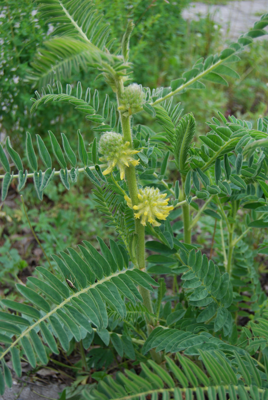 Изображение особи Astragalus alopecurus.