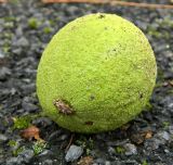 Juglans nigra. Опавший зрелый плод. Бельгия, г. Брюгге, озеленение. Октябрь 2015 г.