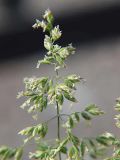 Poa pratensis. Верхушка соцветия. Санкт-Петербург, пустырь. 02.06.2009.