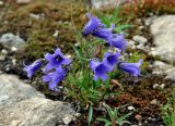 Campanula dasyantha