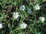 Stellaria dichotoma