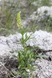 Reseda lutea