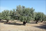 Olea europaea