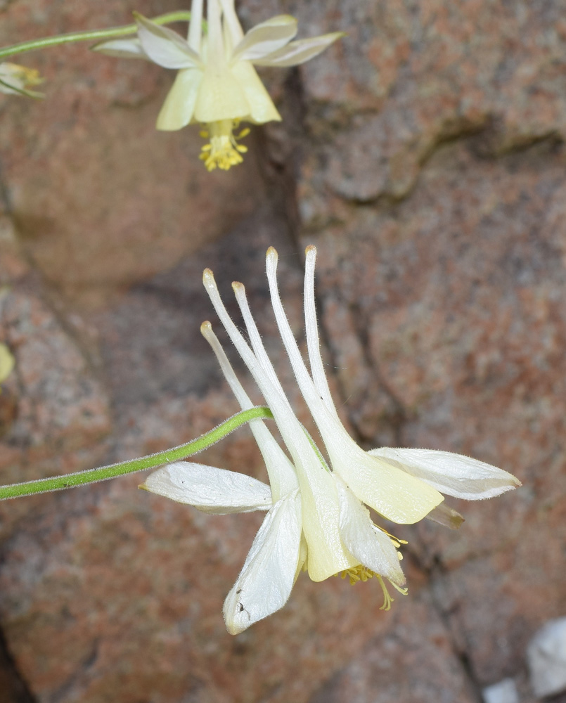 Image of Aquilegia tianschanica specimen.