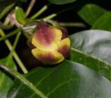 Solandra maxima