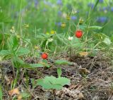 Fragaria vesca