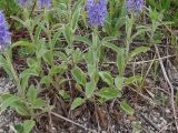 Veronica porphyriana