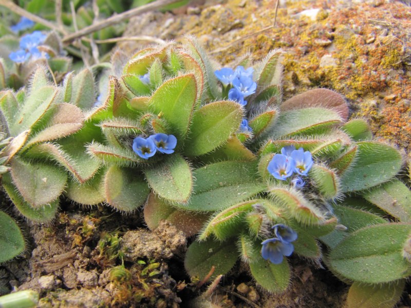 Изображение особи Myosotis litoralis.