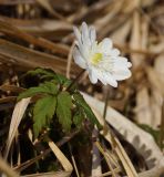 Anemone altaica. Цветущее растение. Восточный Казахстан, Глубоковский р-н, окр. с. Тарханка, восточный склон сопки. 25.04.2017.