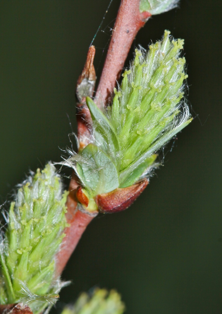 Изображение особи Salix myrtilloides.