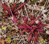 Pedicularis sceptrum-carolinum