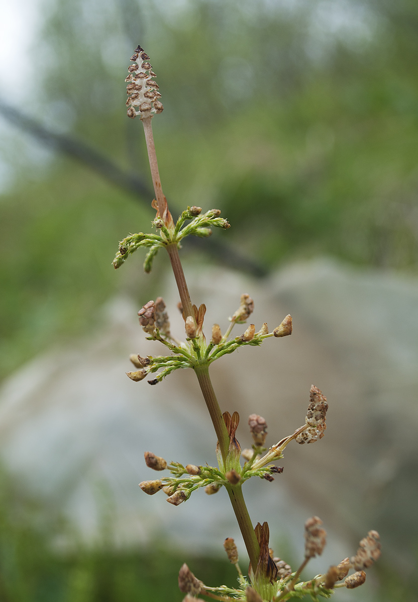 Изображение особи Equisetum sylvaticum.