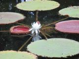 Victoria amazonica. Центральная часть цветущего растения. Австралия, г. Брисбен, ботанический сад. 26.02.2017.