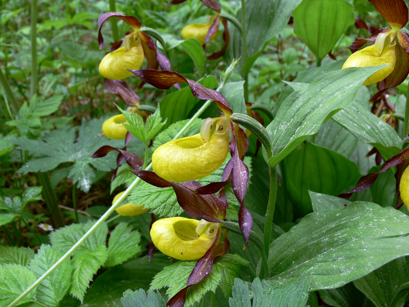 Изображение особи Cypripedium calceolus.