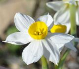 Narcissus tazetta