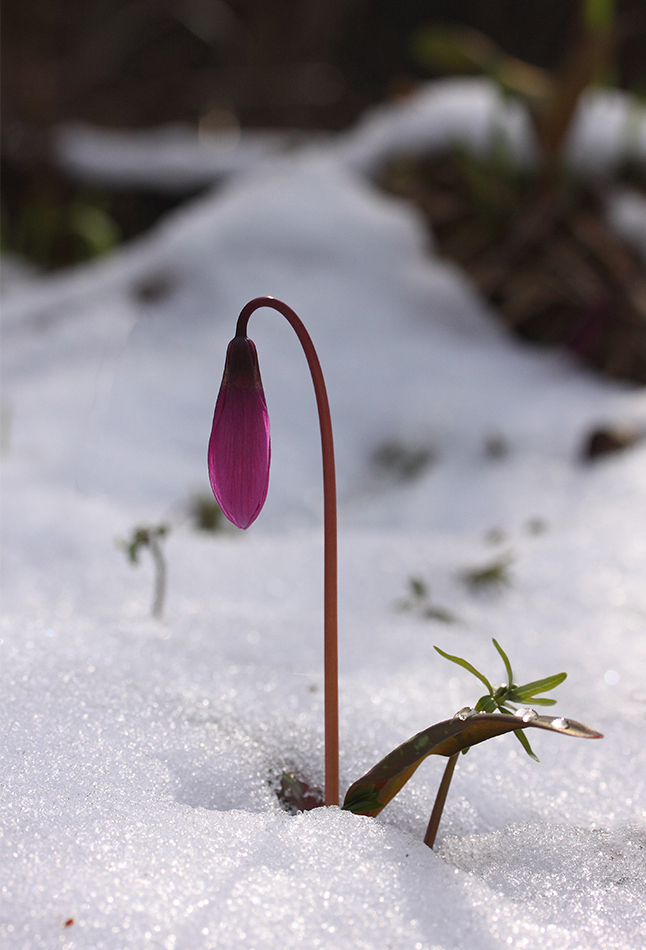 Изображение особи Erythronium sibiricum.