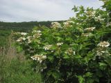 Viburnum opulus. Ветви с соцветиями. ЮЗ Крым, Варнутская долина, окр. с. Резервное, заросшее тростником и калиной понижение среди залежи. 19.05.2018.