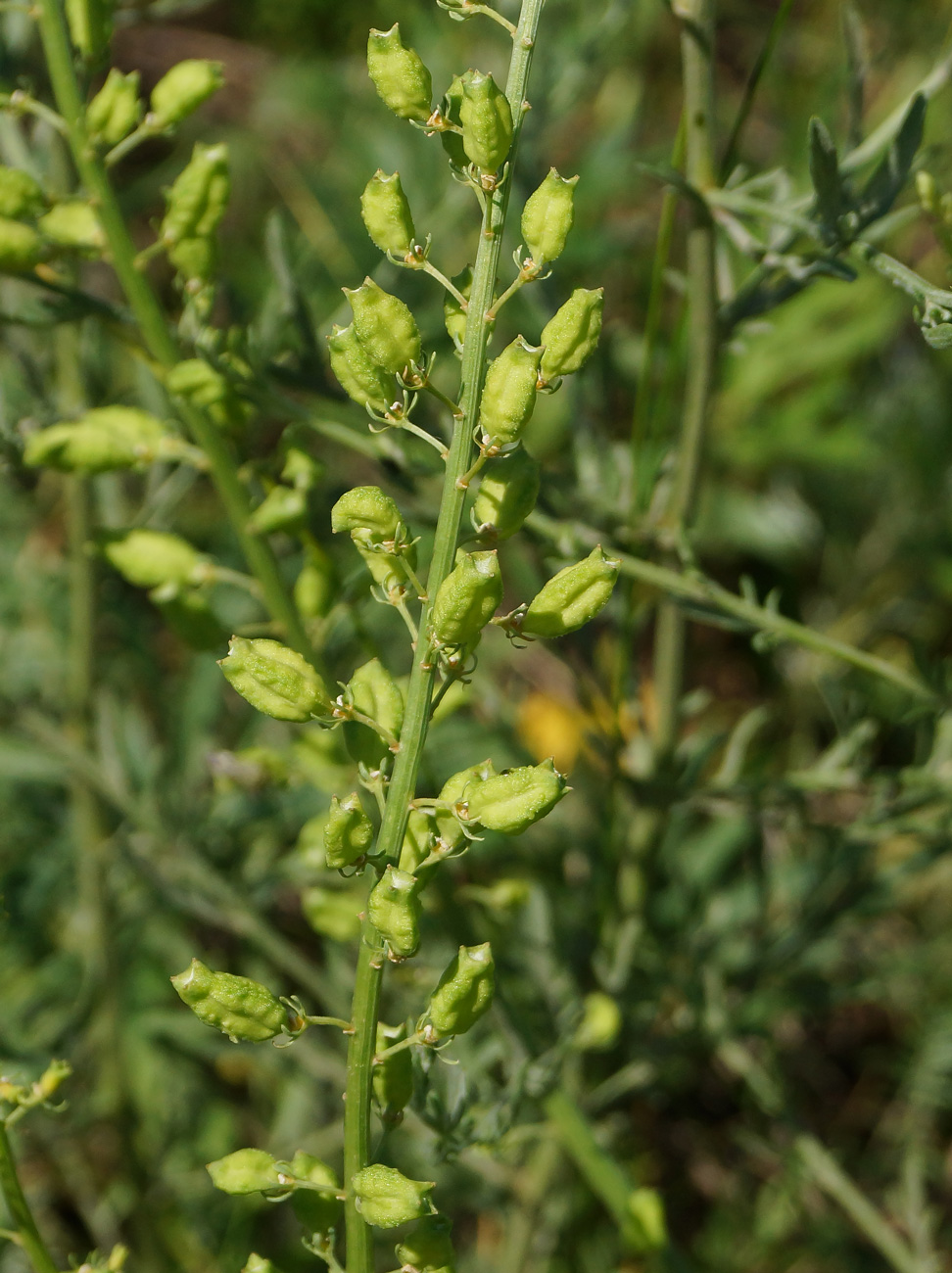 Изображение особи Reseda lutea.