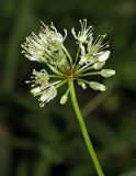 Allium ochotense