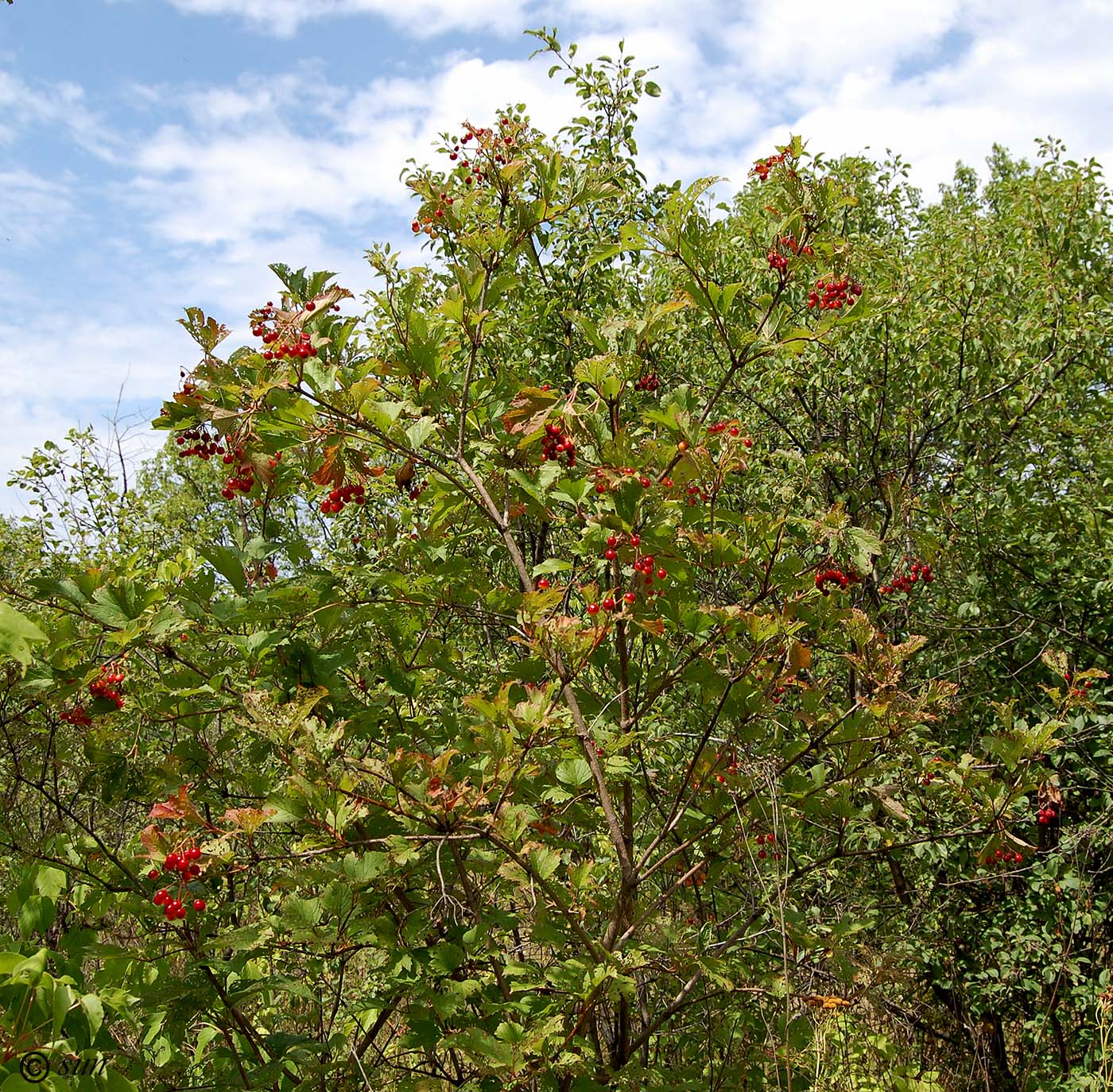 Image of Viburnum opulus specimen.