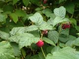 Rubus sibiricus. Верхушки плодоносящих побегов. Свердловская обл., окр. г. Североуральск, дачный участок. 31.08.2019.